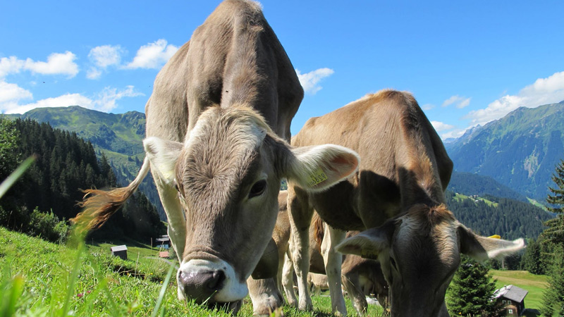 How Many Cows Per Acre Do You Need? 