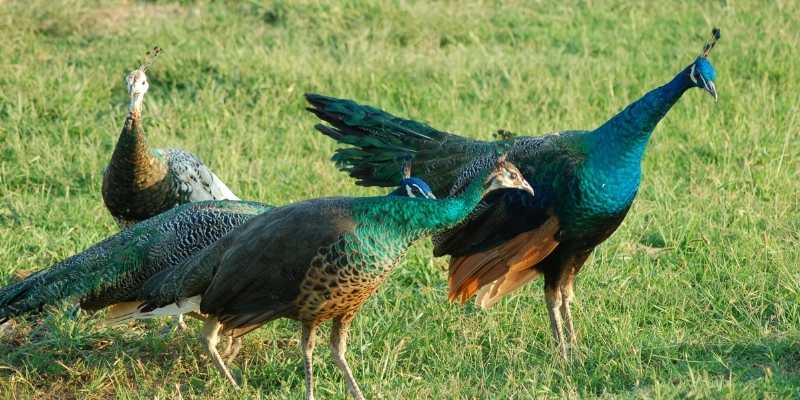Peacock Names