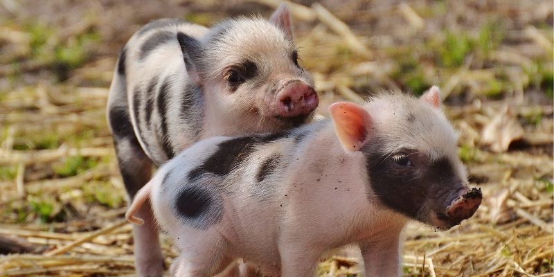 Pig-Farming