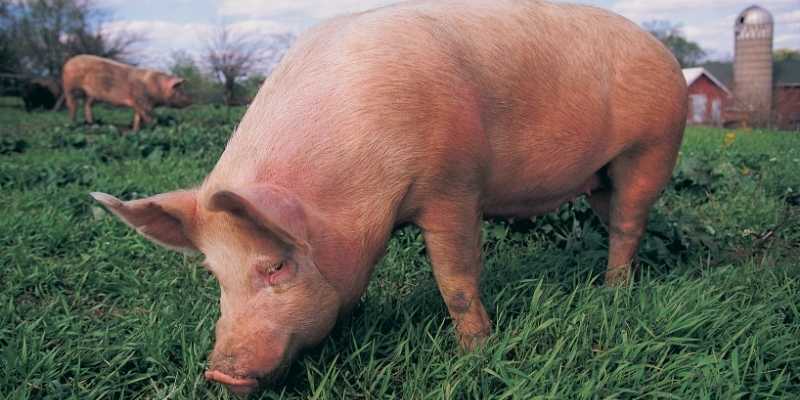 Pig Names