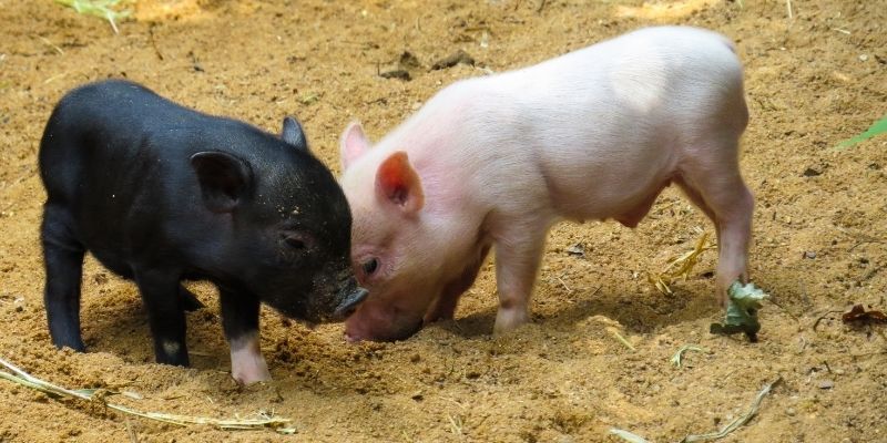 Pig Raising