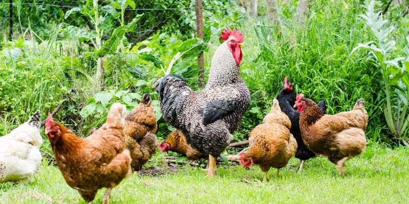 Rooster Names