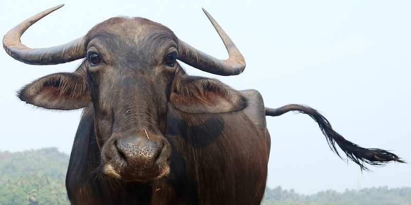buffalo