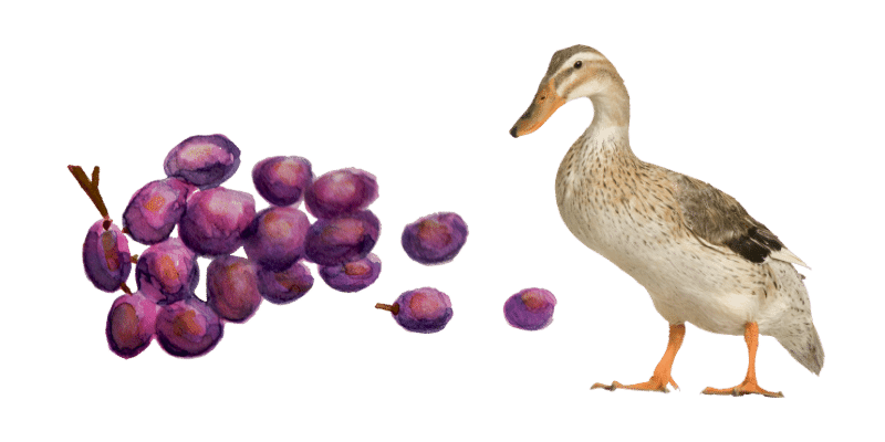 do-ducks-eat-grapes