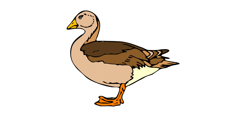 duck-price