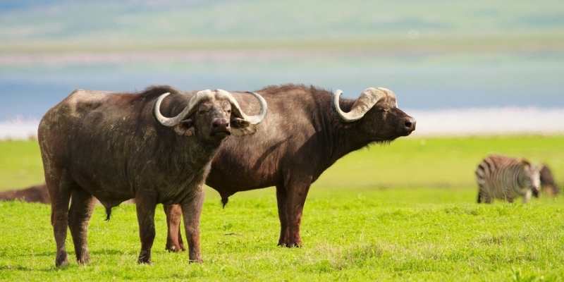 funny-buffalo-names