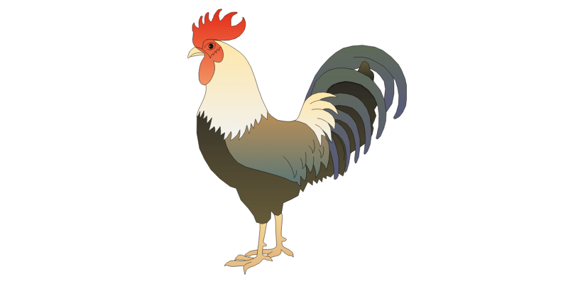 funny-rooster