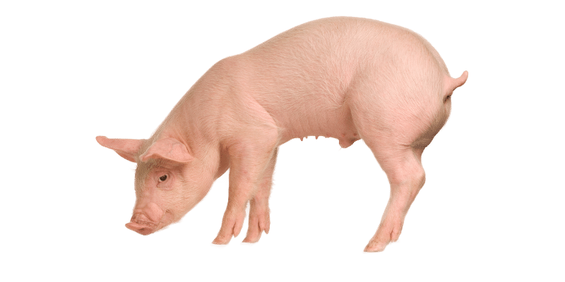 male-pig