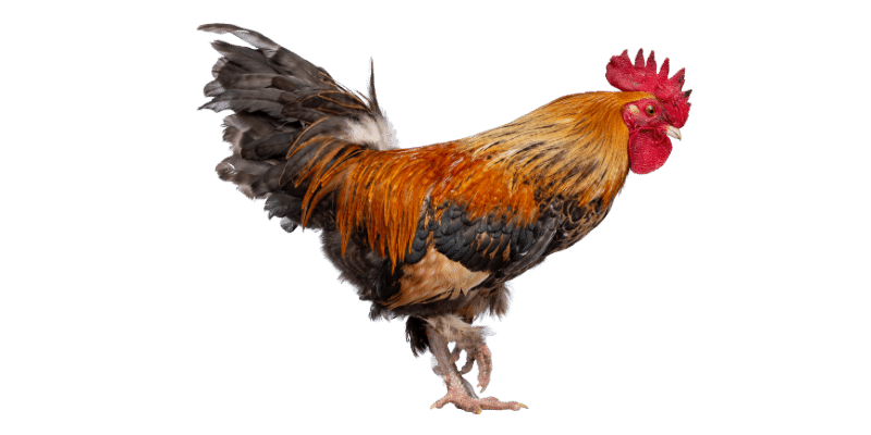 male-rooster-name