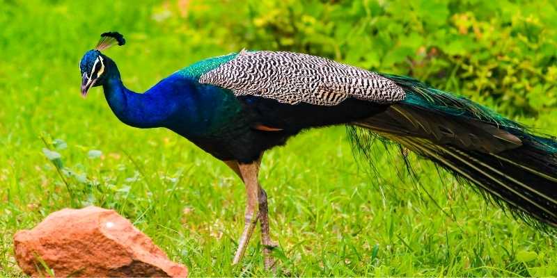 peahen
