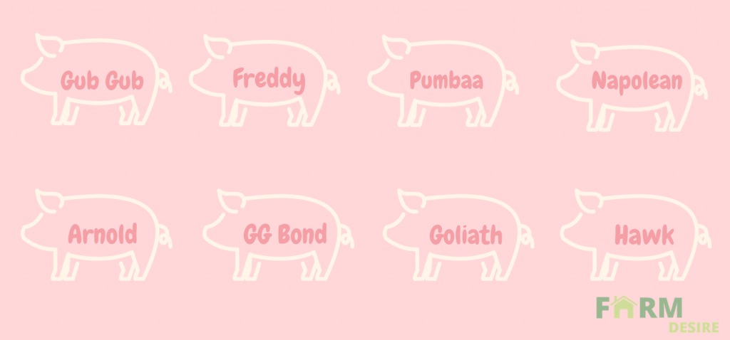 pig-names-infographic