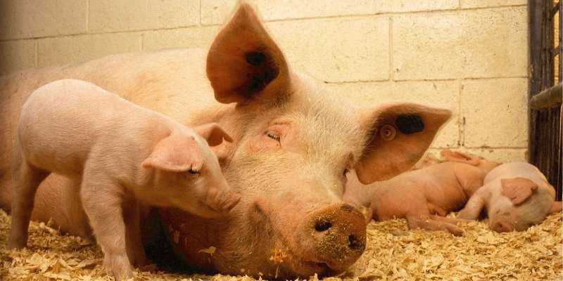 pig-poop