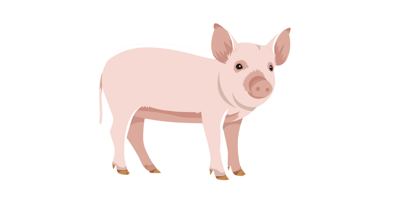 pig