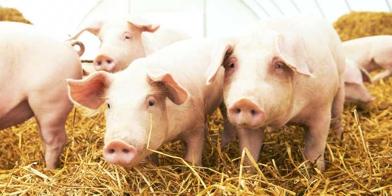pigs-eating-poop