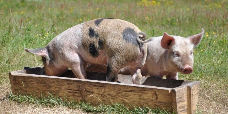 pigs