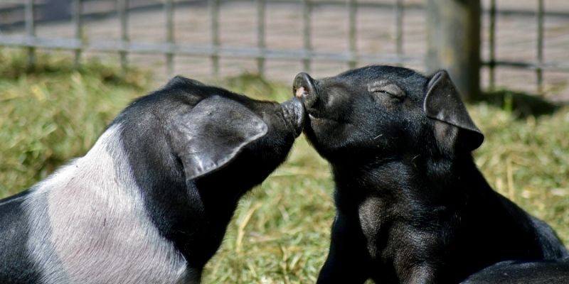 raise-pigs