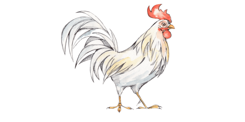 rooster