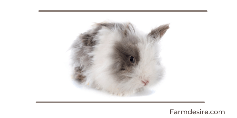 9 Fluffy Rabbit Breeds (With Pictures) Angora
