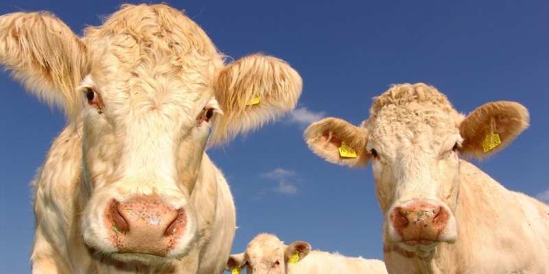 Best Cattle Clippers