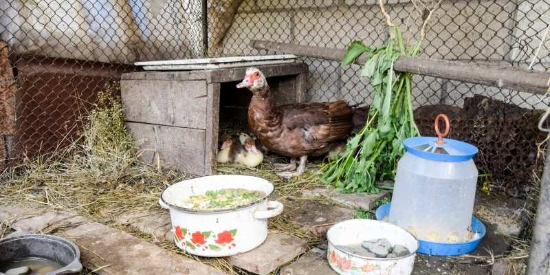 Best Duck Feeder