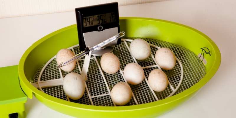 Best Incubator For Duck Eggs