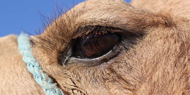 Camels-Eyelids