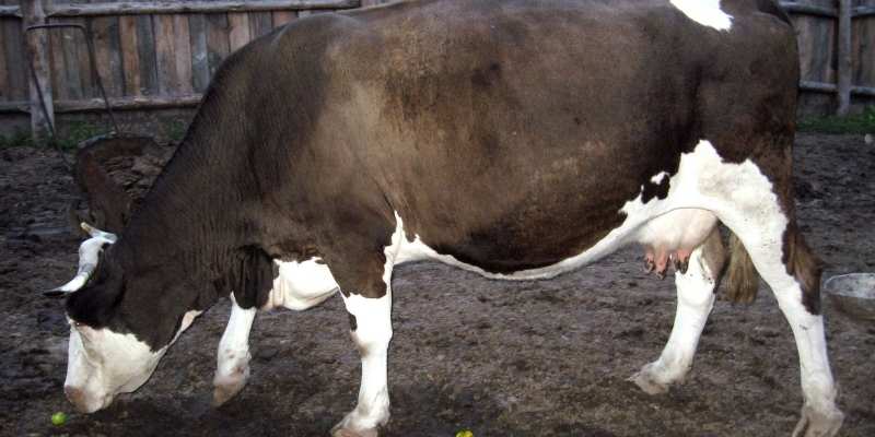 Can Cows Eat Apples