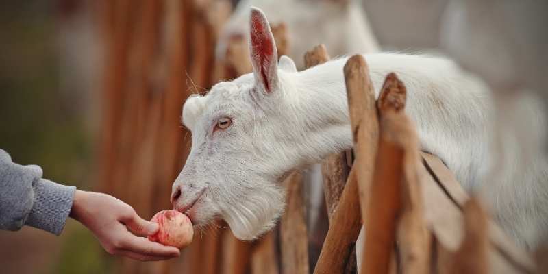 Can Goats Eat Apples