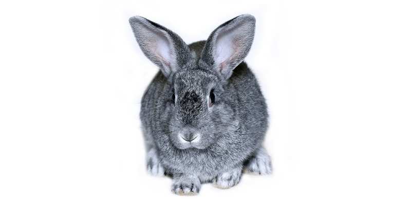 11 Friendliest Rabbit Breeds (With Pictures) Chinchilla-Rabbit