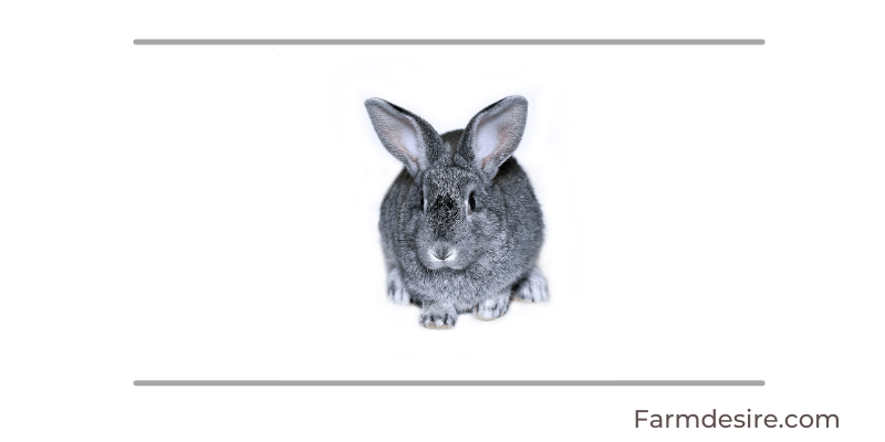 9 Fluffy Rabbit Breeds (With Pictures) Chinchilla-Rabbit