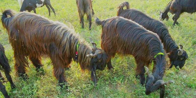 Dera-Din-Panah-goat