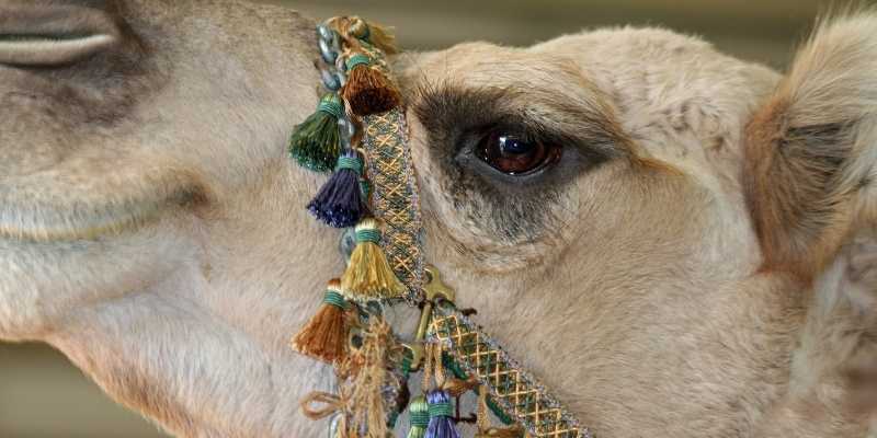 Do Camels Have Three Eyelids