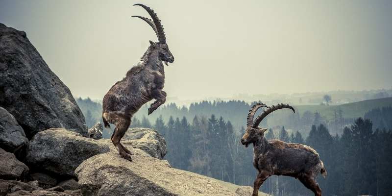 Do-Mountain-Goats-Fall-Off-Mountains