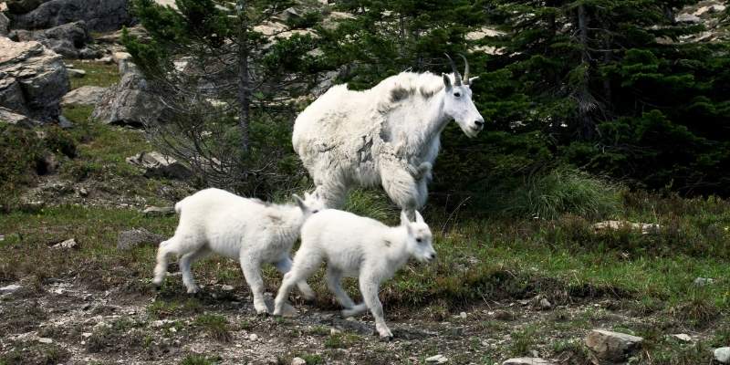 Do Mountain Goats Fall