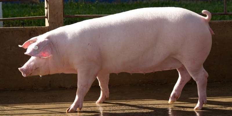 Do Pigs Eat Meat