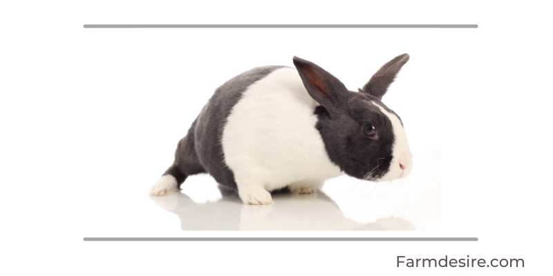 9 Fluffy Rabbit Breeds (With Pictures) Dutch-Rabbit