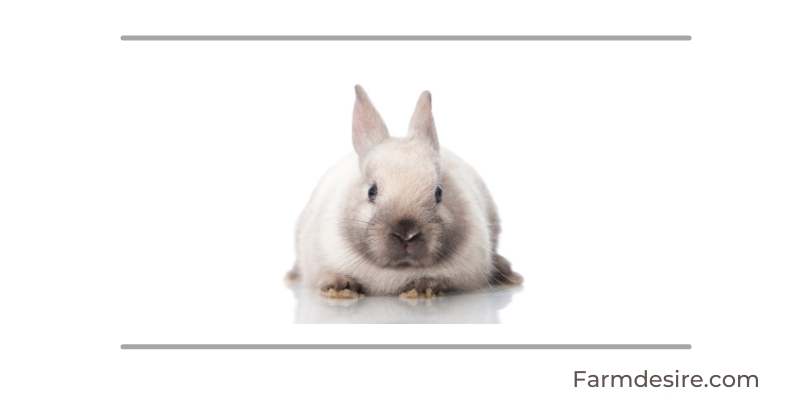 9 Fluffy Rabbit Breeds (With Pictures) Dwarf-Rabbit