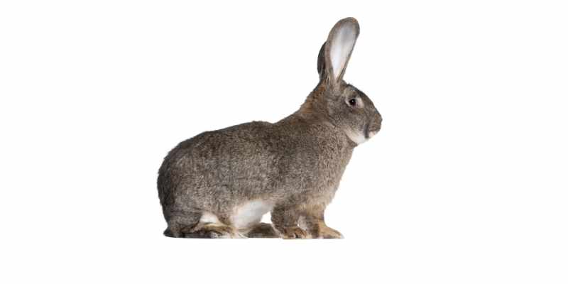 11 Friendliest Rabbit Breeds (With Pictures) Flemish-Giant