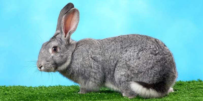 Fluffy Rabbit Breeds