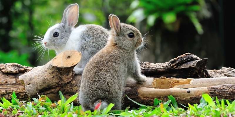 Friendliest Rabbit Breeds