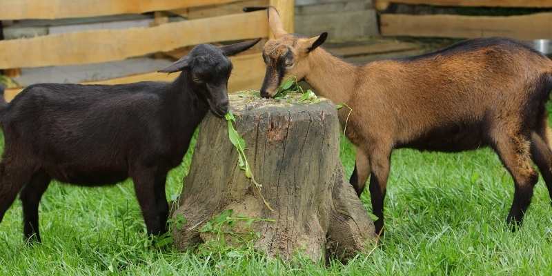 Goat Names