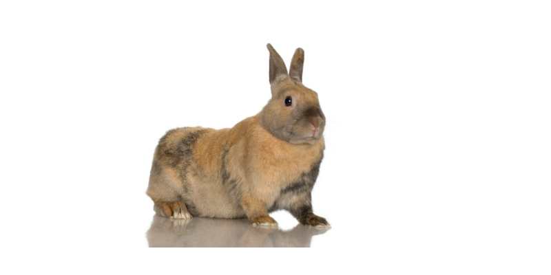 11 Friendliest Rabbit Breeds (With Pictures) Harlequin-Rabbit