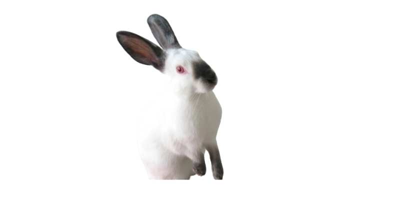 11 Friendliest Rabbit Breeds (With Pictures) Himalayan-Rabbit