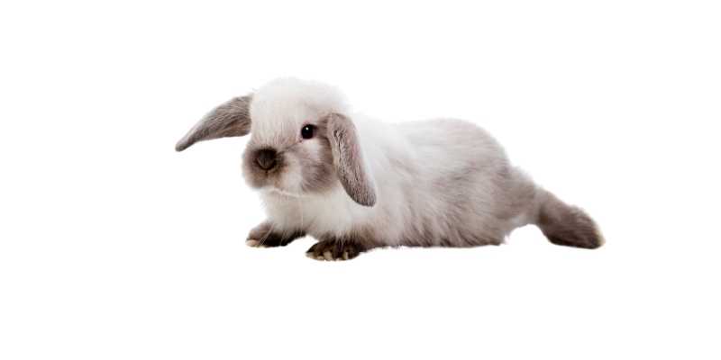 11 Friendliest Rabbit Breeds (With Pictures) Holland-Lop