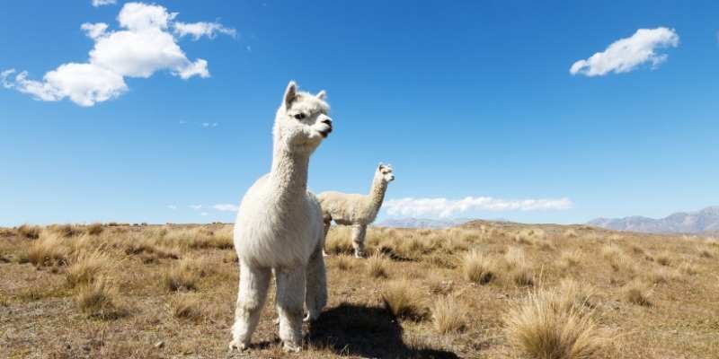 How Much Does An Alpaca Cost