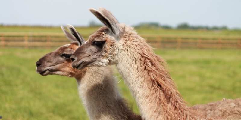 How Much Does a Llama Cost