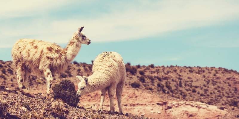 How-Much-Does-a-Llama