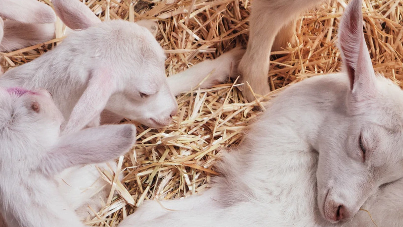 How to Milk a Nigerian Dwarf Goat Easy Step by Step Guide How to Milk a Nigerian Dwarf Goat Easy Step by Step Guide