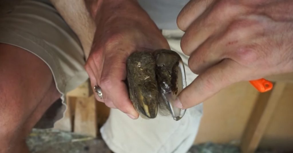 How to Trim Goat Hooves and When Should you do it?