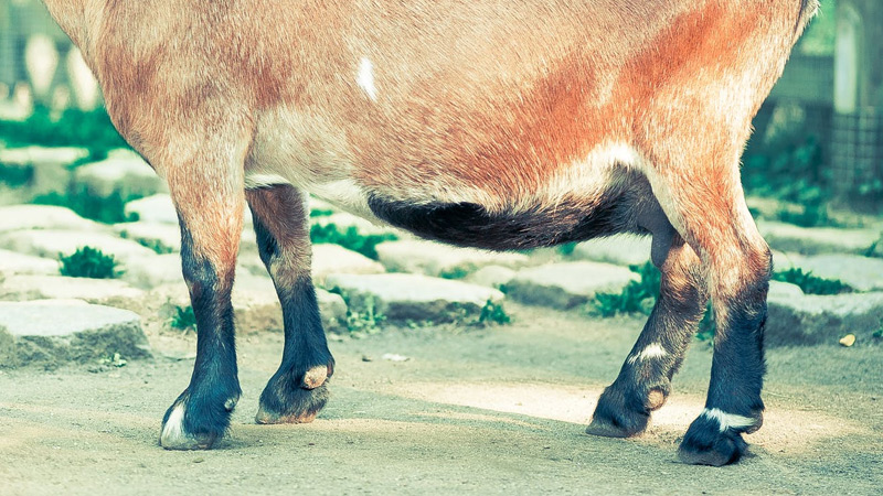 How to Trim Goat Hooves and When Should you do it? How to Trim Goat Hooves and When Should you do it?